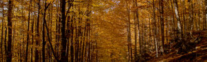 _dsc2972.jpeg