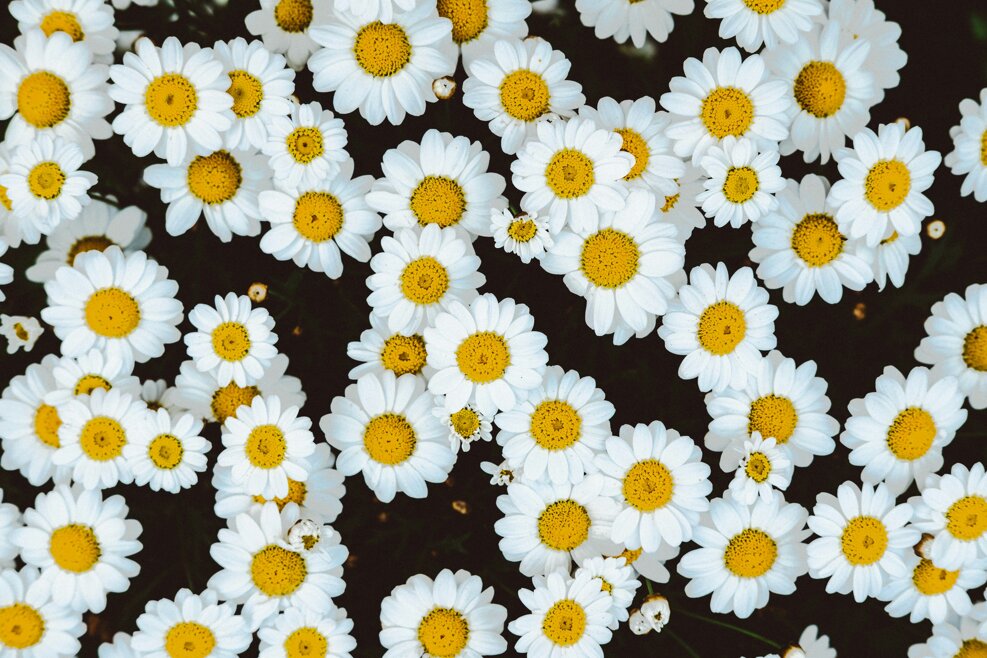 mitchel-lensink-ttp9ivxxvd0-unsplash.jpeg