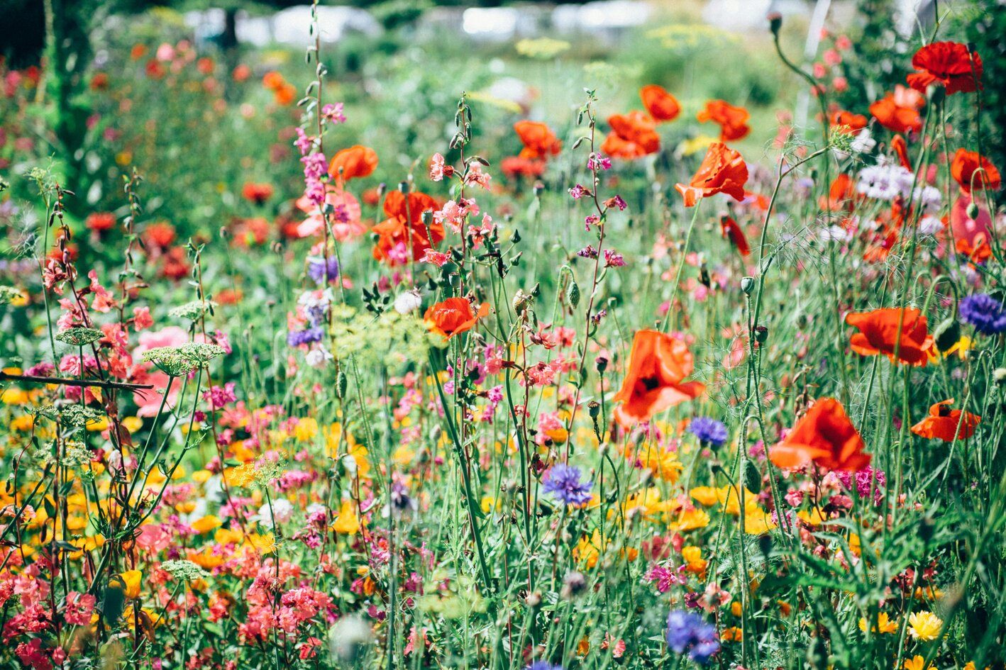 nature-uninterrupted-photography-v-3nq3pmwky-unsplash.jpeg