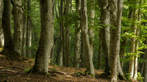 275fd0c4-7a9b-4194-a78f-66e661d4281a