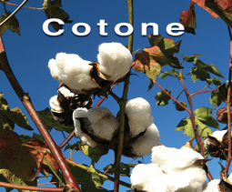 3e60cc50afa0a99cbccccecd02898e0db3fd1240