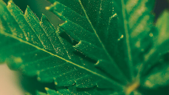 f004e03d-6dd0-4d04-b4cd-71f2d8bce0b4