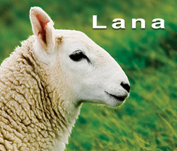 5bb74de438c38f8c86eb297f2774526a18aa5474