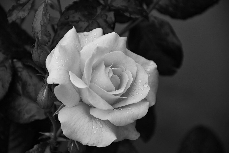 flower-4280322_960_720.jpeg flower-4280322_960_720.jpeg