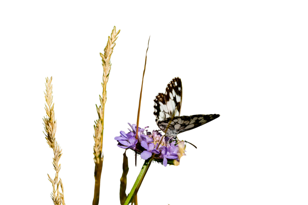 farfalla bianca
