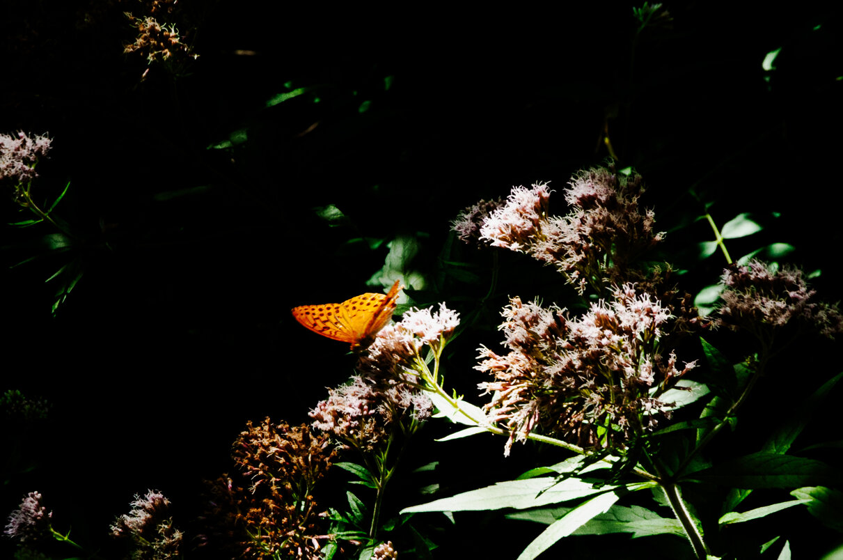 dsc_6429.jpeg