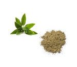 salvia-kg1