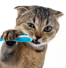 gatto