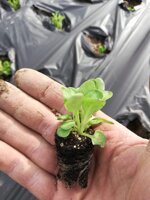 0f0fcf6b197ac973d2b533f2940e5fa6208ff48d