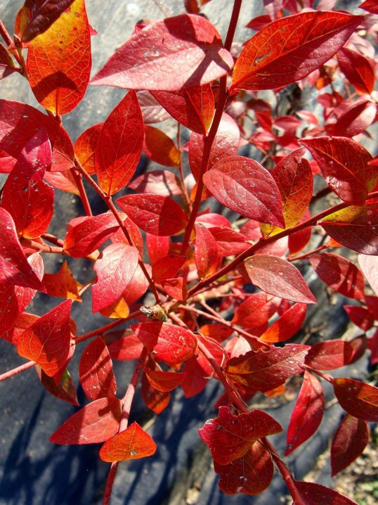 ab7a1870edb3e052f98525c79ee60f8f9eafa374