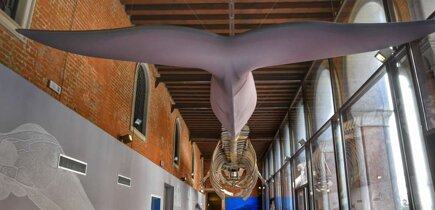 galleria_dell_accademia_venezia.jpeg galleria_dell_accademia_venezia.jpeg