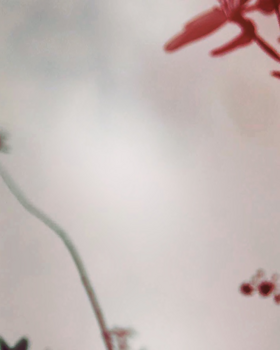 d0d3339e-3c8a-4640-87bf-d0b8e90ee7ca d0d3339e-3c8a-4640-87bf-d0b8e90ee7ca