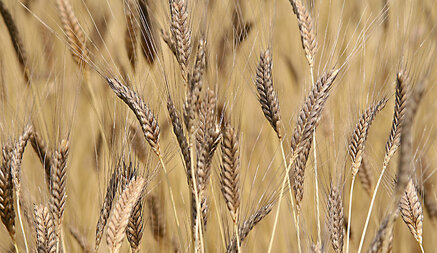 3bb0dcfc9bc1a09653c76570da978b288c12277f