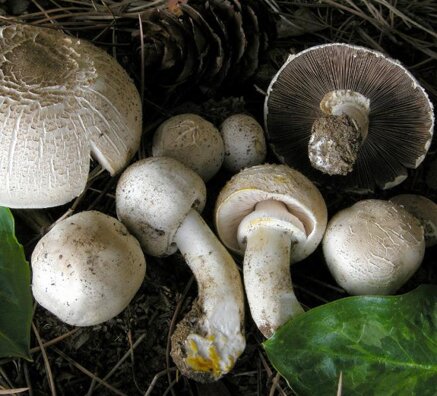 80e230776da2e214be7157c8003ddcb73d9cb6bd