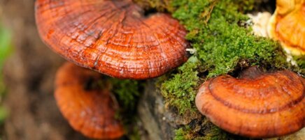 a64b9c9da77f9c1763df9e593f34ce685c499802