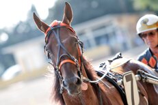 d43f5e3235ccde919af0684a9cd75ab606344e2a