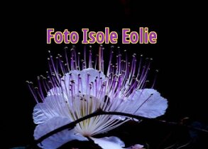 fiore cappero.jpeg