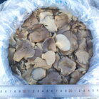 Pleurotus