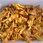 Cantharellus