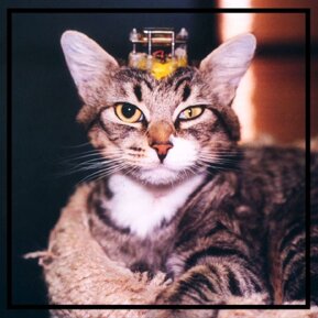 c7aa75717f62c15d1c8f85afb887c3dbdc7811ee