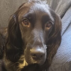 Si accettano animali da compagnia