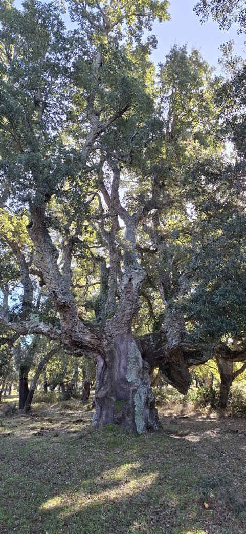 eyJpdCI6IlN1Z2hlcmEgc2Vjb2xhcmUgZGkgTG9lbGxlIGltbWVyc2EgbmVsbGEgbmF0dXJhIGRpIEJ1ZGR1c/IifQ==