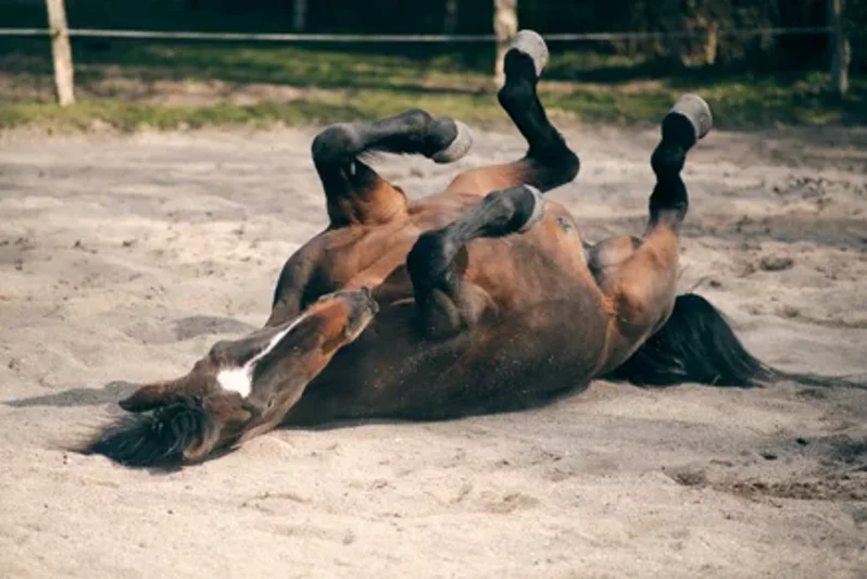 cavallo rotola