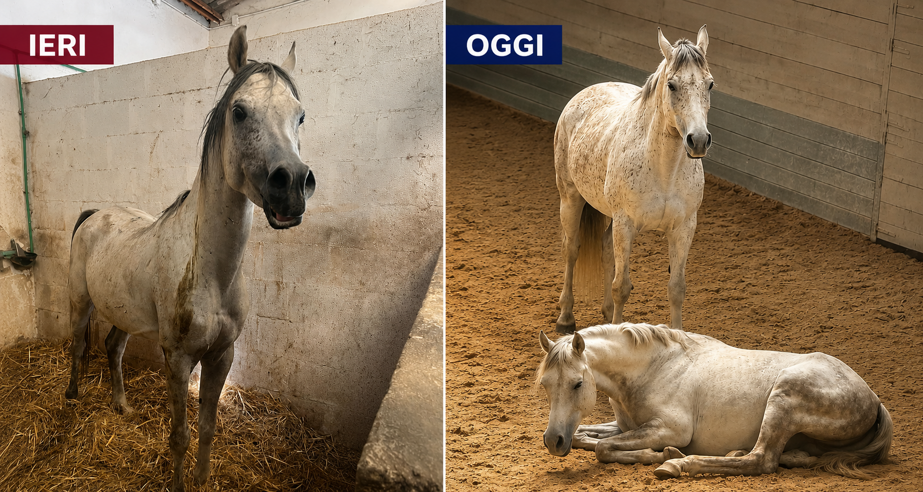 stalloni ieri oggi