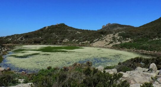 stagone capraia.jpeg stagone capraia.jpeg