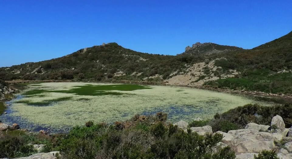 stagone capraia.jpeg stagone capraia.jpeg