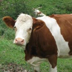 c63c972a7f25709147b6c027a5b38545d314d722