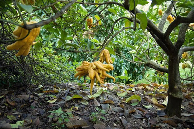 566b4b3c276ad35734a5334d664bee04ff5dc264