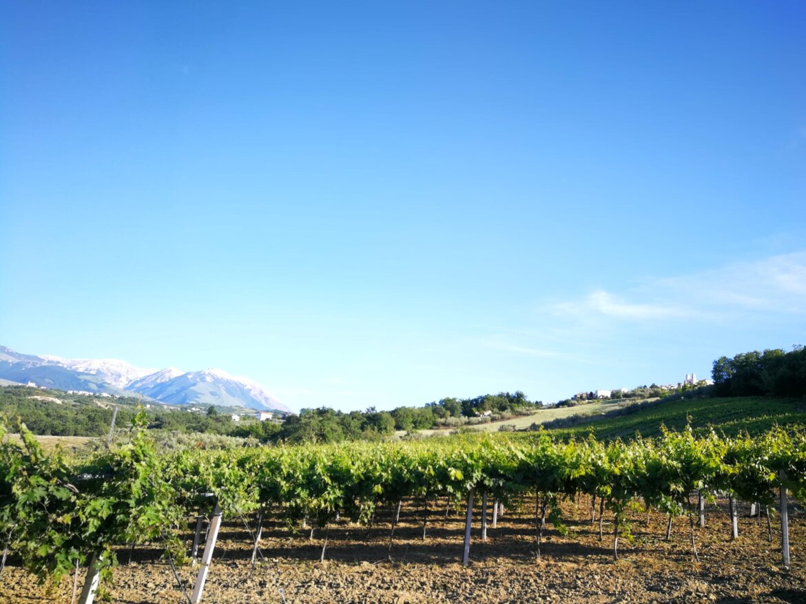 La Maiella e le nostre vigne