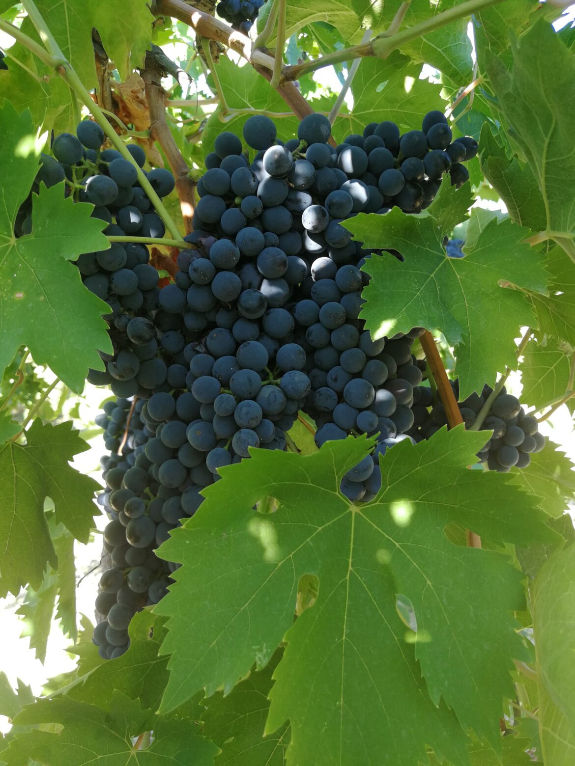 La maturazione dell'uva