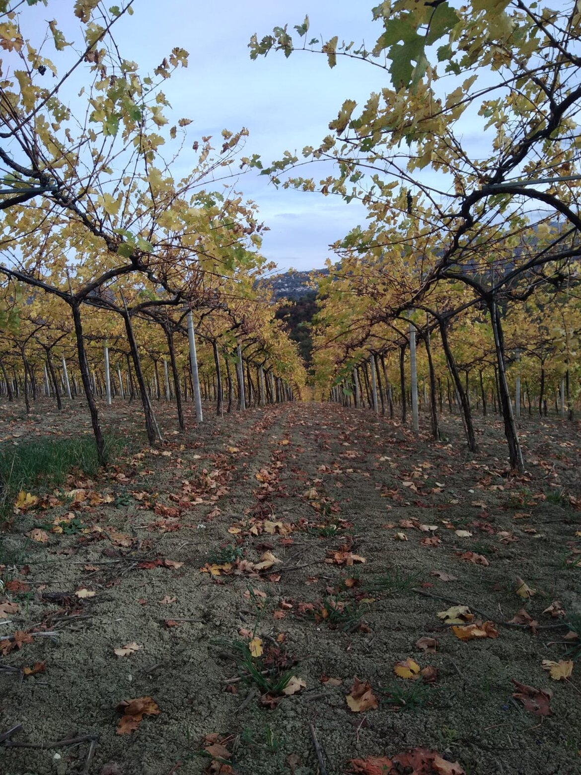 I vigneti in autunno