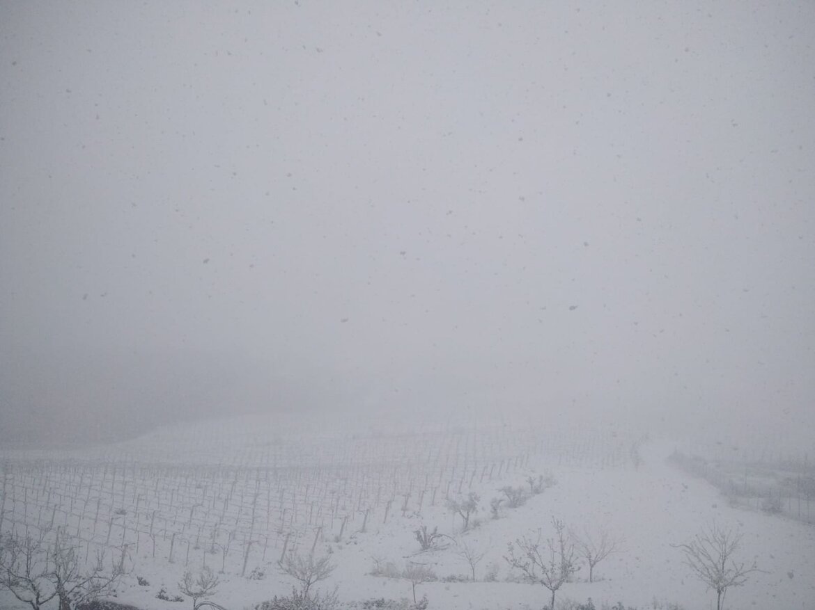 I vigneti sotto la neve