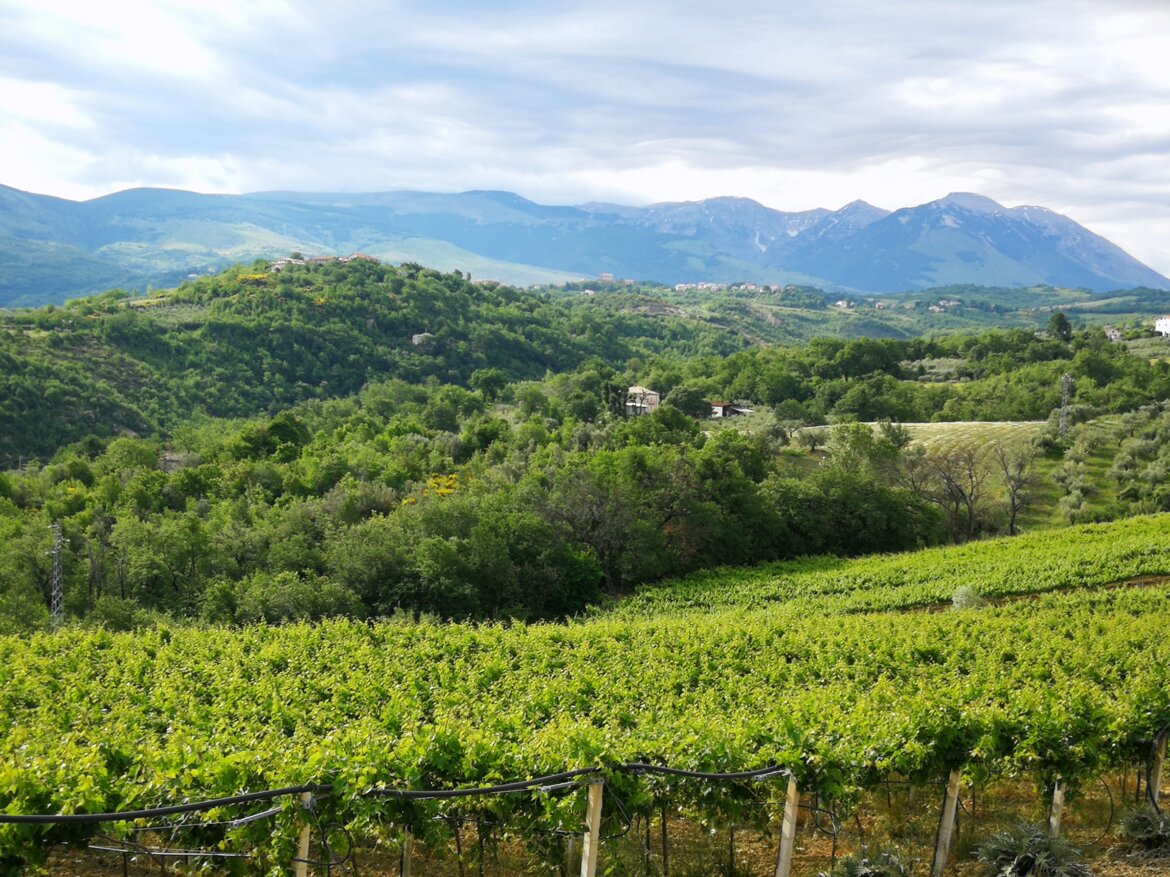 La Maiella e le nostre vigne
