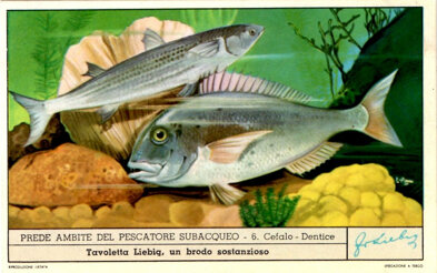 prede ambite del pescatore subacqueo 06. cefalo - dentice.jpeg