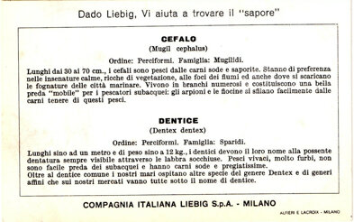 prede ambite del pescatore subacqueo 06. cefalo - dentice back.jpeg