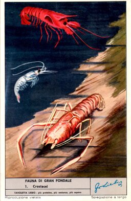 fauna di gran fondale 1. crostacei.jpeg