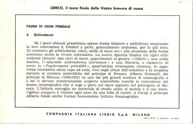 fauna di gran fondale 3. echinodermi back.jpeg