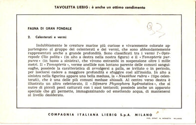 fauna di gran fondale 2. celenterati e vermi back.jpeg