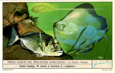 prede ambite del pescatore subacqueo 04. orata - razza.jpeg