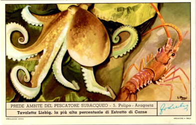 prede ambite del pescatore subacqueo 05. polipo - aragosta.jpeg