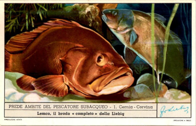 prede ambite del pescatore subacqueo 01. cernia - corvina.jpeg