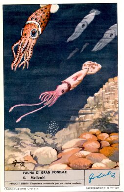 fauna di gran fondale 5. molluschi.jpeg