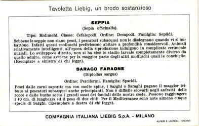 prede ambite del pescatore subacqueo 03. seppia - sarago faraone back.jpeg