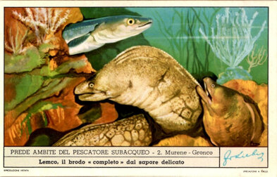 prede ambite del pescatore subacqueo 02. murena - gronco.jpeg