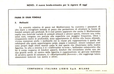 fauna di gran fondale 5. molluschi back.jpeg