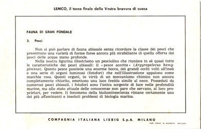 fauna di gran fondale 3. pesci back.jpeg